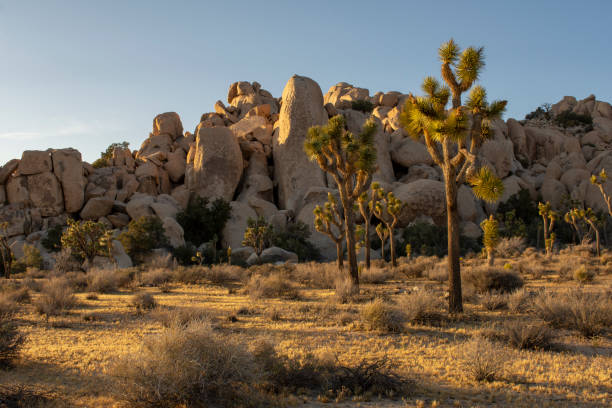 istock Best Hikes in California Joshua Tree National Park 958279070