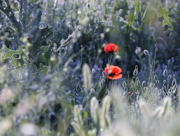 Red flowers in the green field