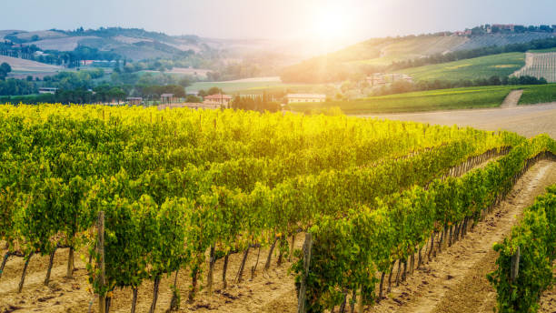 istock Vineyard landscape in Tuscany, Italy. 958279422