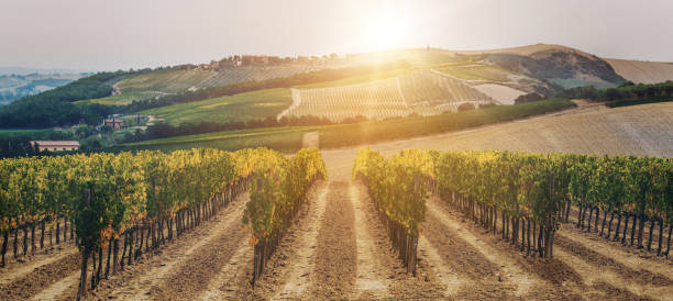 paesaggio vigna in toscana, italia. - vineyard sonoma county california panoramic foto e immagini stock