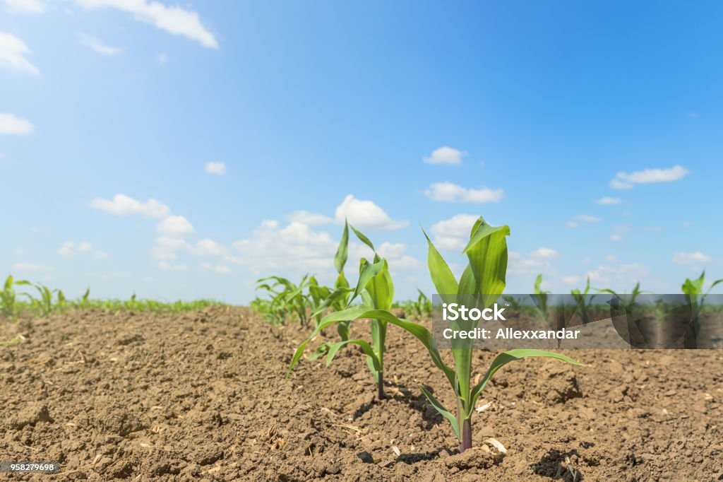 Young green corn growing on the field. Young Corn Plants. Corn Stock Photo