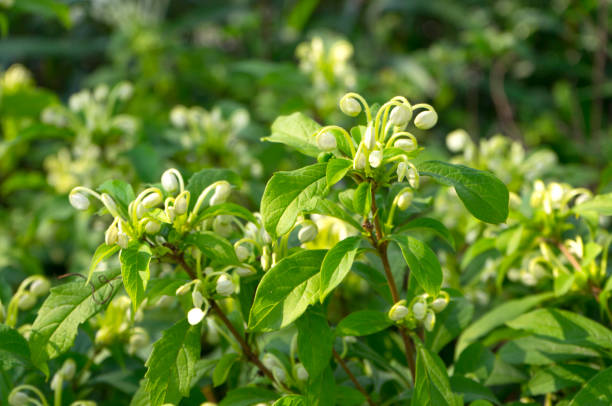 close up of white flower of do-re-mi plant - doremi imagens e fotografias de stock