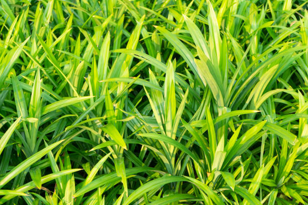 istock close up of pandan leaf 958280568