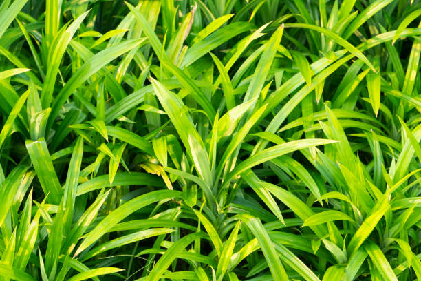 istock close up of pandan leaf 958280572