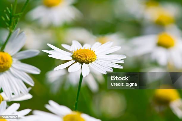 Photo libre de droit de Fleurs De Camomille banque d'images et plus d'images libres de droit de Beauté de la nature - Beauté de la nature, Blanc, Camomille - Fleur des zones tempérées