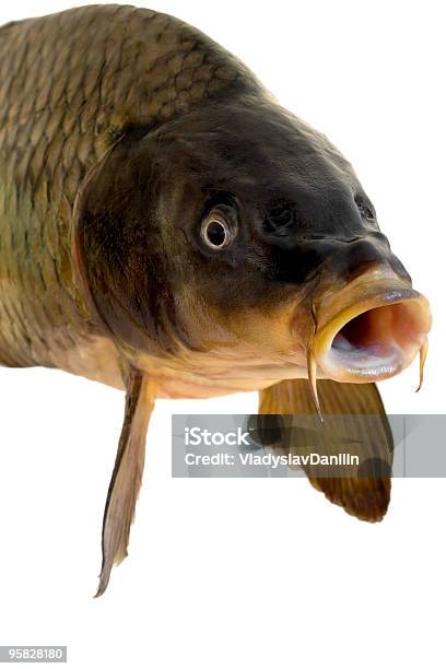 Carp Head Stockfoto und mehr Bilder von Extreme Nahaufnahme - Extreme Nahaufnahme, Fang, Farbbild