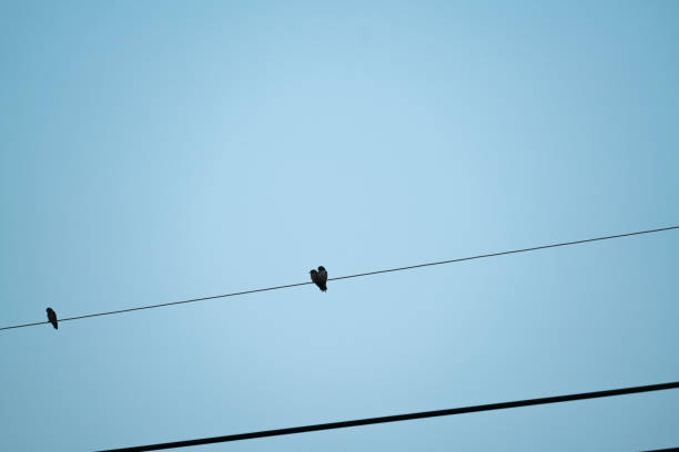 istock 3 Birds on the wires 958283670