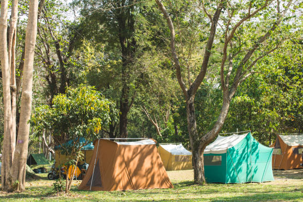 istock Camping on the grass in the forest during the summer. 958283978