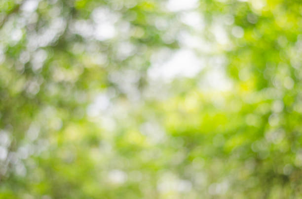 istock abstract blur green nature bokeh background from tree leaves. 958284242