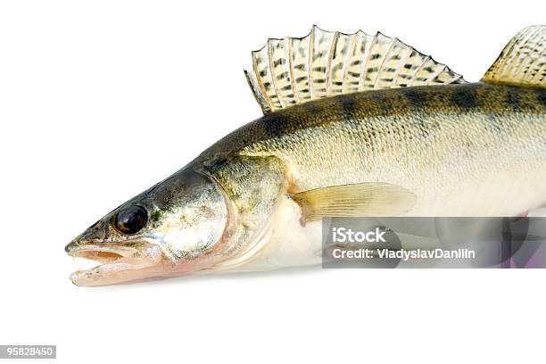 Fish - zdjęcia stockowe i więcej obrazów Bez ludzi - Bez ludzi, Białe tło, Błyszczący