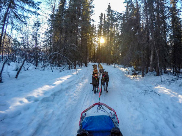 istock Sled dogs in Alaska 958287414