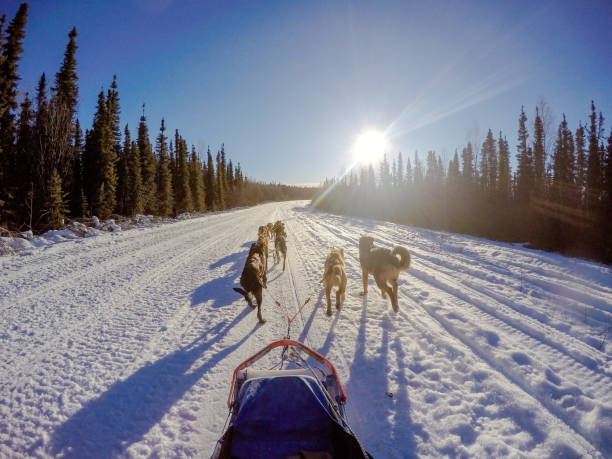 istock Sled dogs in Alaska 958287460