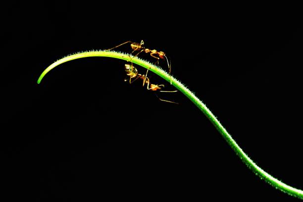 istock 2 ants walking on curve hand of vine (black background) 958287576