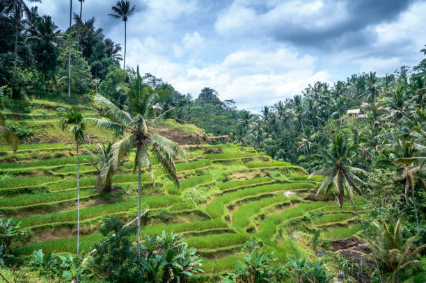 istock Tegallalang rice field 958291258