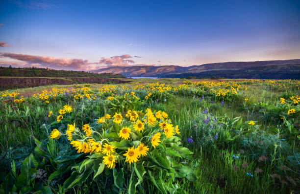 istock Wild Flowers Blooming at Rowena Crest 958296454