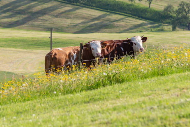 istock couple cows in meadow landscape 958298932