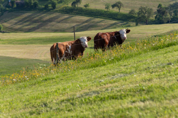 istock couple cows in meadow landscape 958298942