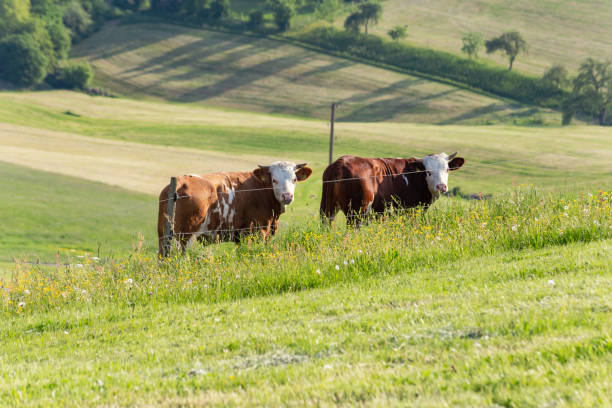 istock couple cows in meadow landscape 958298956