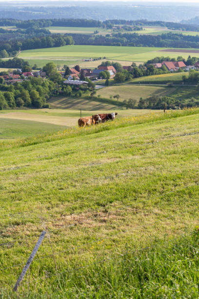 istock couple cows in meadow landscape 958298960