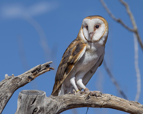 Barn Owl perched on a branch