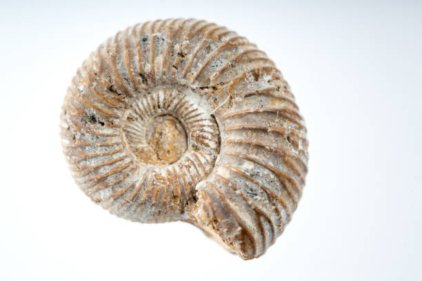istock snail fossile stone with white background 958300586