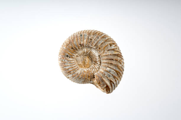 istock snail fossile stone with white background 958300626