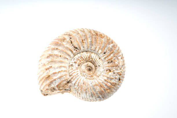 istock snail fossile stone with white background 958300654