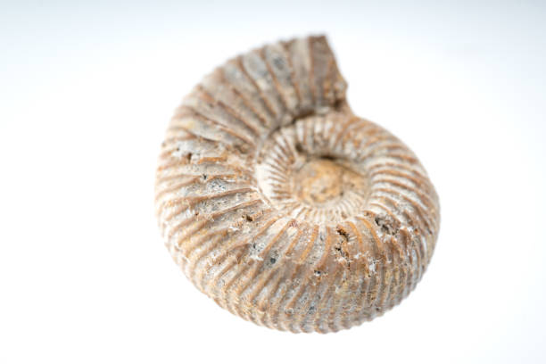 istock snail fossile stone with white background 958300718