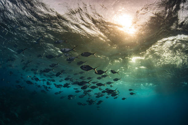 School of fish in late afternoon stock photo
