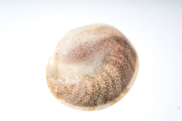 Wonderful Sample of a large Chiragra Shell, with white copy space.