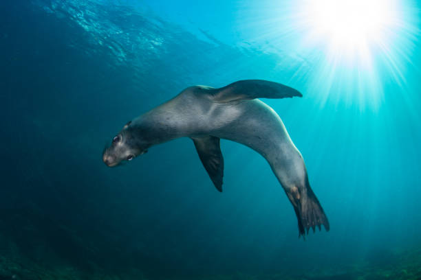 Playful Sea Lion