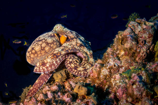 Reef Octopus stock photo