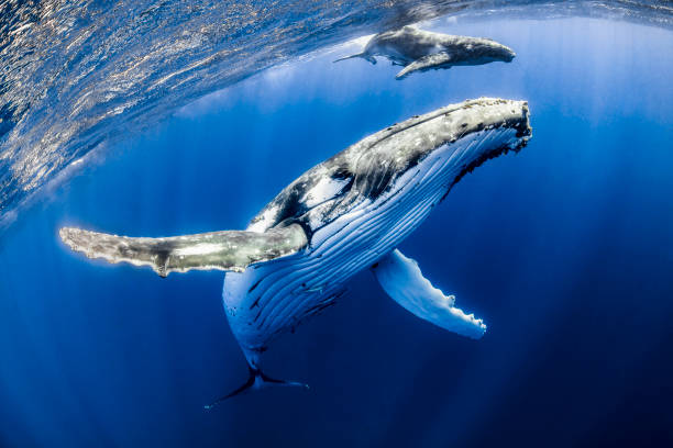 Mother Song Humpback mother and calf, with a snorkeler, in Tonga. whale stock pictures, royalty-free photos & images