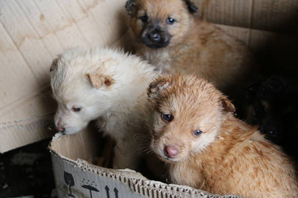 personas sin hogar cachorro mojado en busca de mamá en la calle. - cachorro animal salvaje fotografías e imágenes de stock