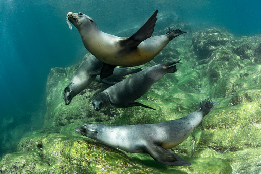 Sea lions playing in the Sea of Cortez, Mexico