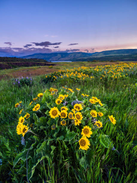 istock Wildflowers In Morning Sunrise 958304050