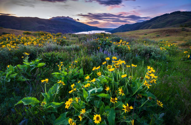 istock Wildflowers In Morning Sunrise 958304070
