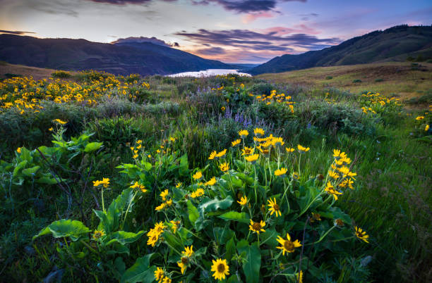3,600+ Washington State Wildflowers Stock Photos, Pictures & Royalty ...