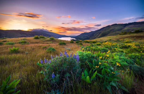 istock Sunset and wild flowers 958304128
