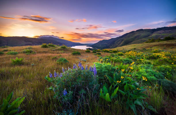 Sunset and wild flowers Sunset, USA, Columbia River Gorge, Blossom, Flower balsam root stock pictures, royalty-free photos & images