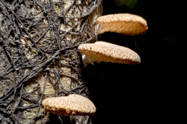 istock close up of Mushrooms on the tree 958305120