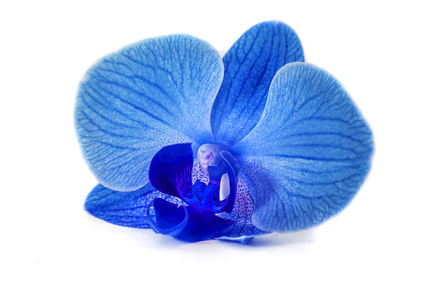 beautiful blue Orchid without background, bright blue Orchid flowers on a white background. isolate