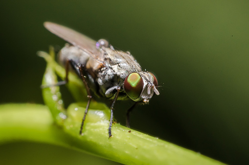 Bluebottle fly in  close-up