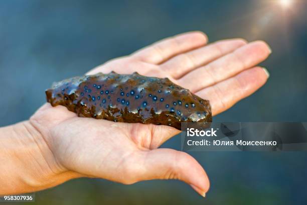 Marine Sea Lies On The Hand Only The Marine Delicacy On The Drawn Out Palm Stock Photo - Download Image Now