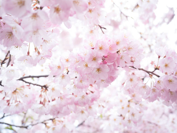 rosa kirschblüten - kirschbaum stock-fotos und bilder