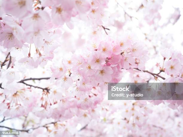 Pink Cherry Blossoms Stock Photo - Download Image Now - Cherry Blossom, Cherry Tree, In Bloom