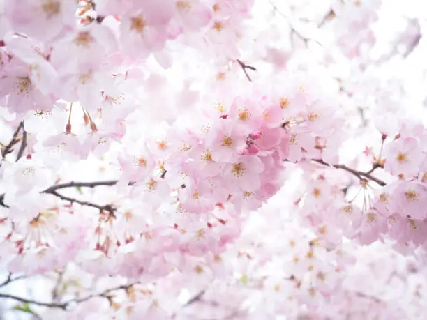 Photo of Pink cherry blossoms