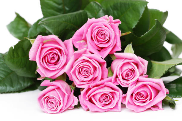 istock Beautiful pink roses on white background 95831066