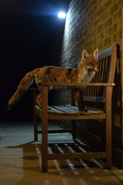 istock Red Fox On Garden Bench At Night Portrait 958312206