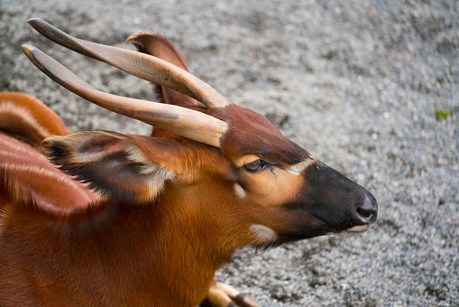African Bongo Antelope Tragelaphus Eurycerus Stock Photo - Download Image  Now - Animal, Bongo - Drum, East Asia - iStock